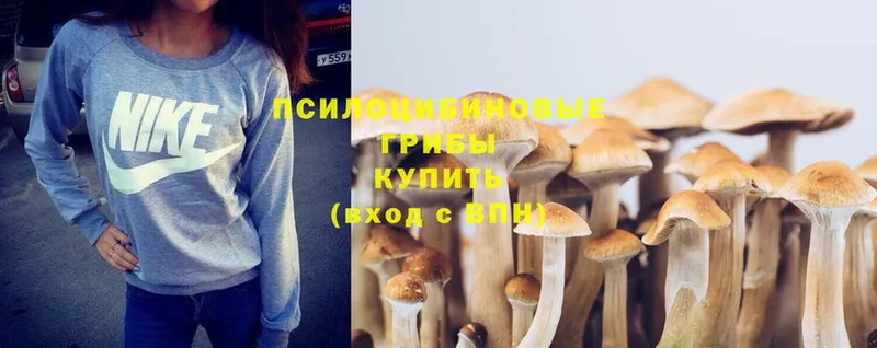 наркошоп  Беслан  Галлюциногенные грибы Psilocybe 